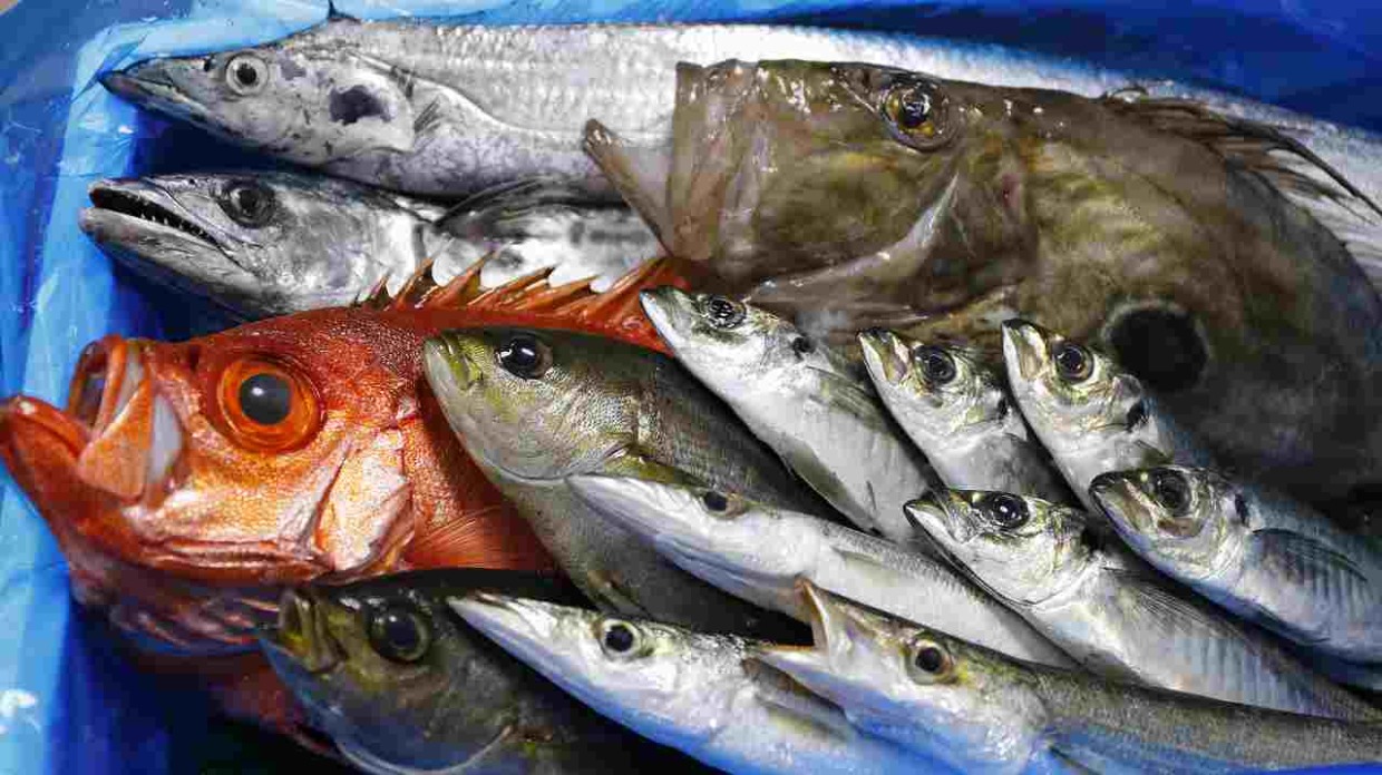 【ビジネス会員限定】旬の鮮魚1万円BOX　千葉の地魚セット