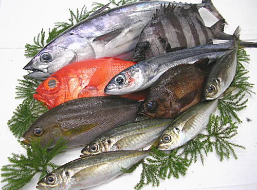 房総の地魚　産地直送　旬の鮮魚ＢＯＸ  １２０サイズ【 ちばの産地応援！ 】